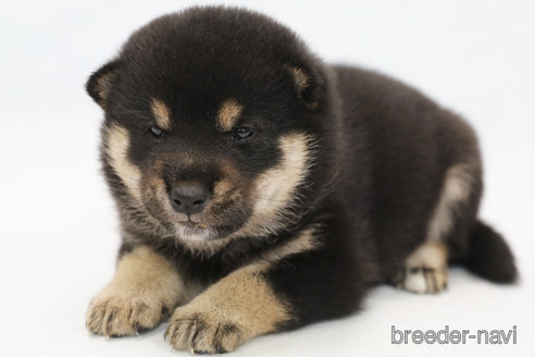 成約済の神奈川県の柴犬-325972